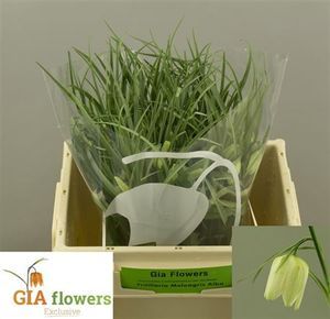 FRITILLAIRE MELEAGRIS ALBA 27